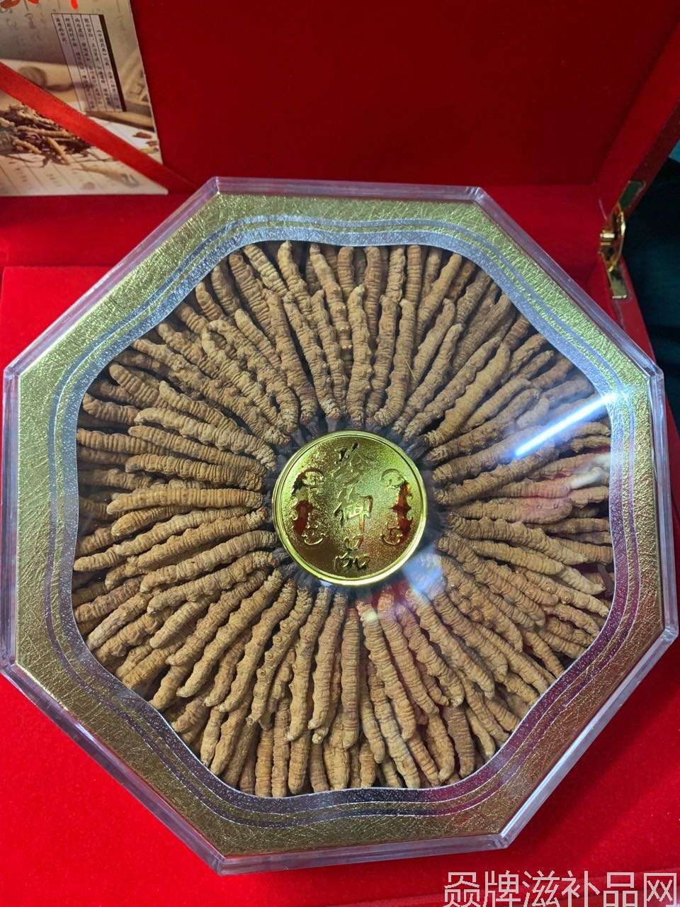 1250支一斤,西藏那曲冬虫夏草100克礼盒